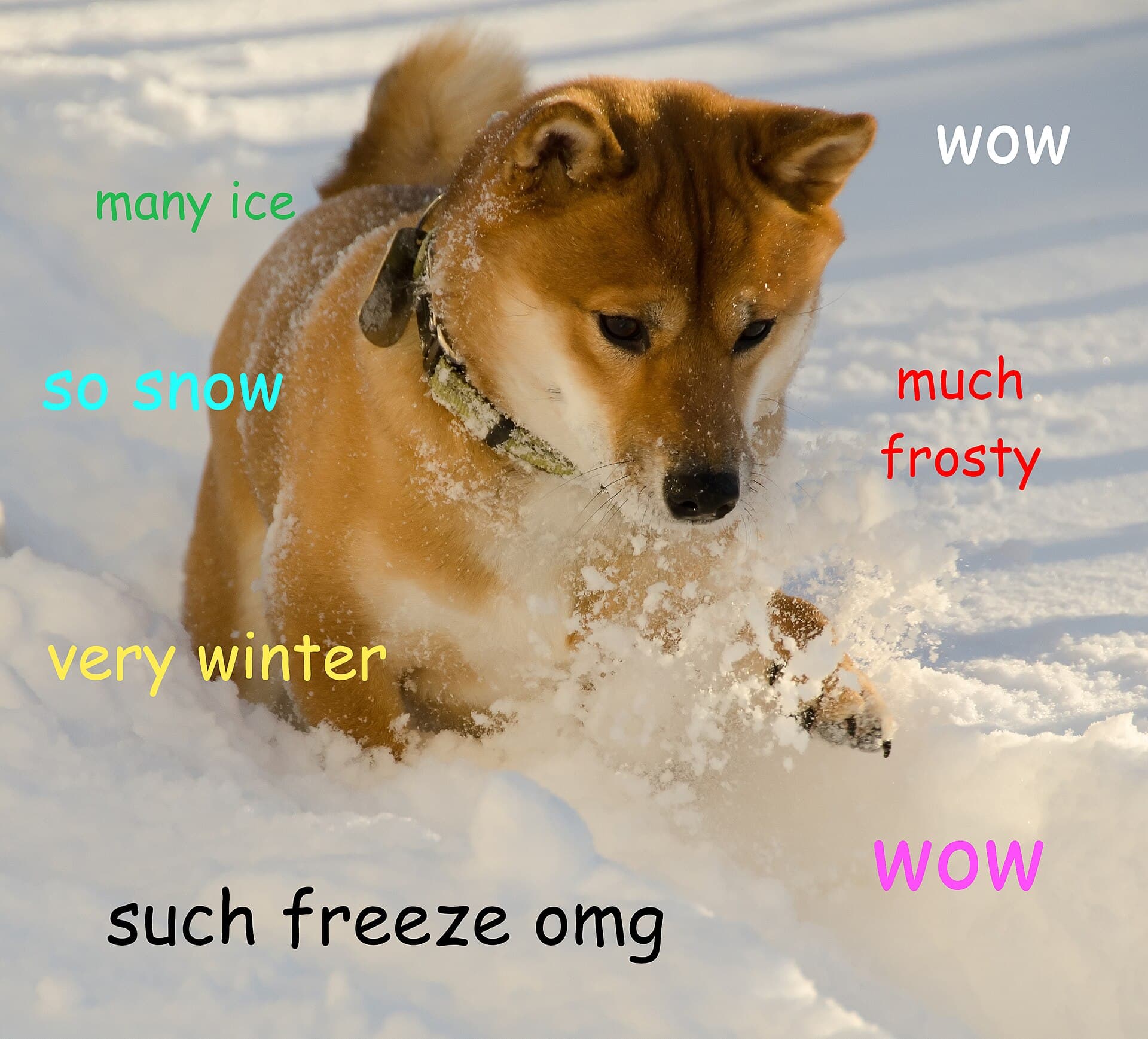 Doge meme